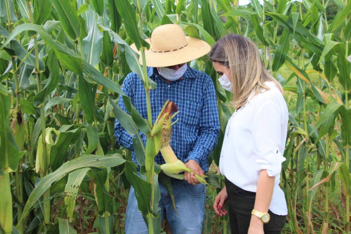 VALE DO JAMARI: Prefeita de Ariquemes visita produtor de silagem de milho e criador de gado leiteiro