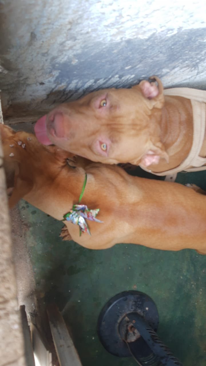Cadelas da raça PitBull desaparecem e dono oferece recompensa para quem encontrá-las