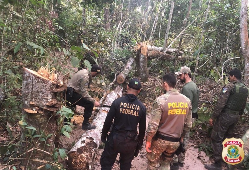 INVASORES: Terra Indígena Tubarão Latundê é alvo de ação da PF contra madeireiros ilegais
