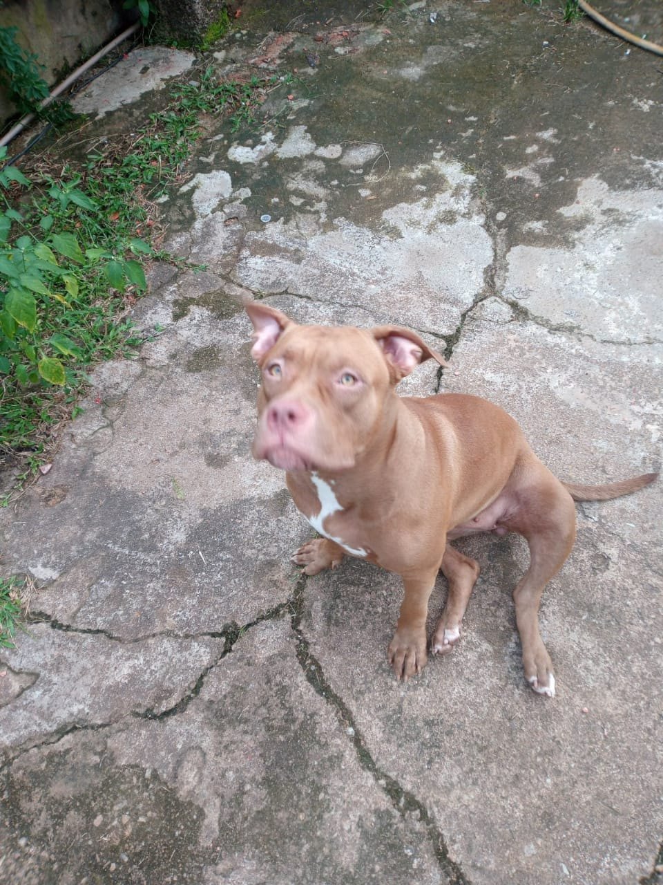 Cadelas da raça PitBull desaparecem e dono oferece recompensa para quem encontrá-las