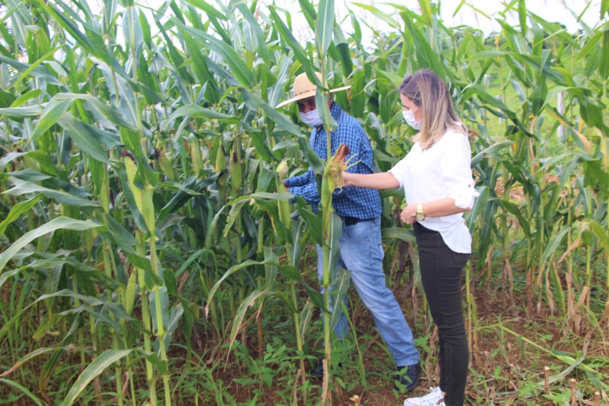 VALE DO JAMARI: Prefeita de Ariquemes visita produtor de silagem de milho e criador de gado leiteiro