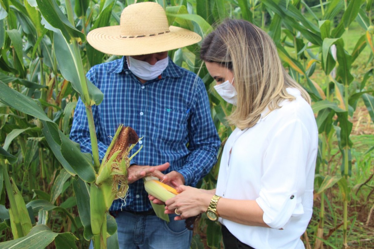 VALE DO JAMARI: Prefeita de Ariquemes visita produtor de silagem de milho e criador de gado leiteiro