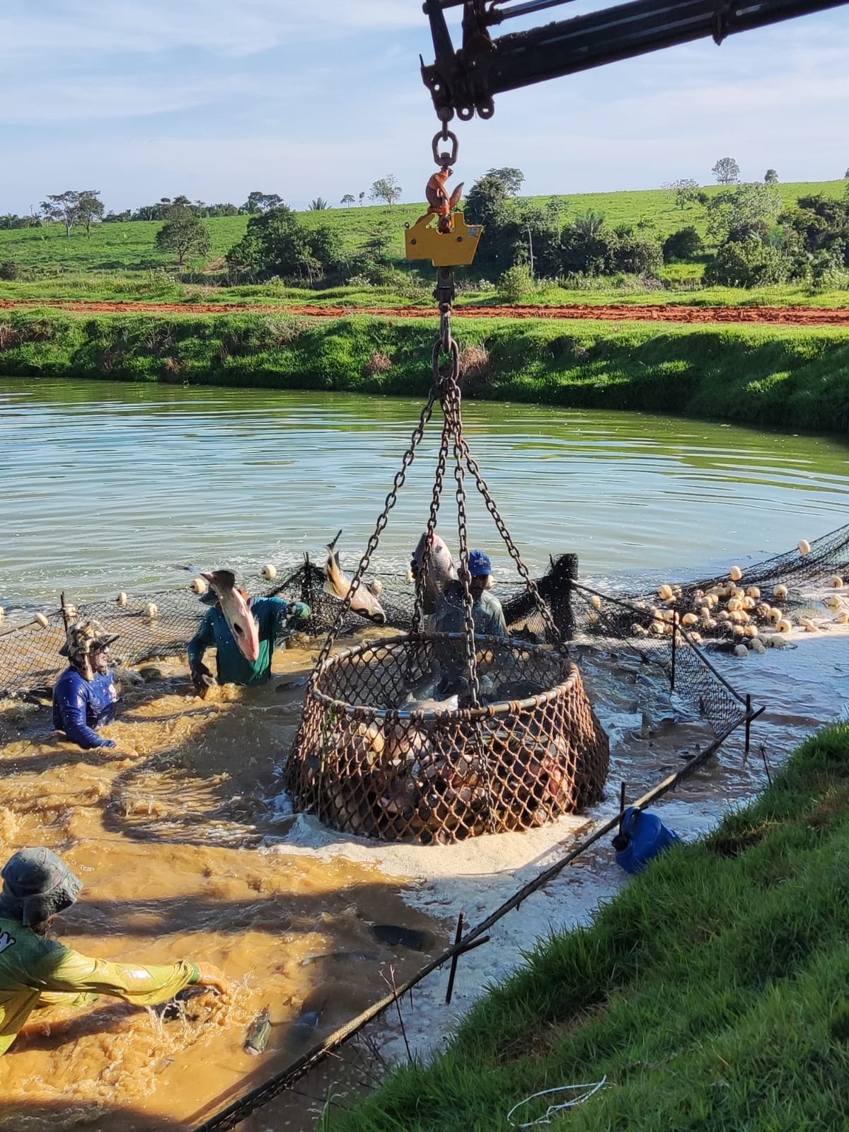RONDÔNIA: Tambaqui de cultivo é livre de contaminação de mercúrio