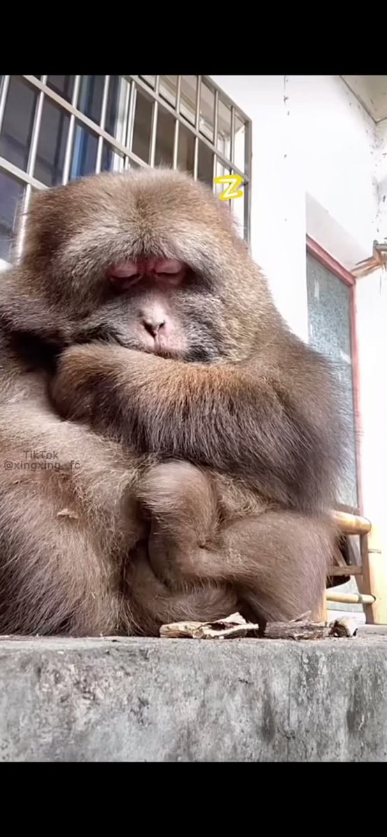 MACACADA: Xing-xing, a macaca influencer