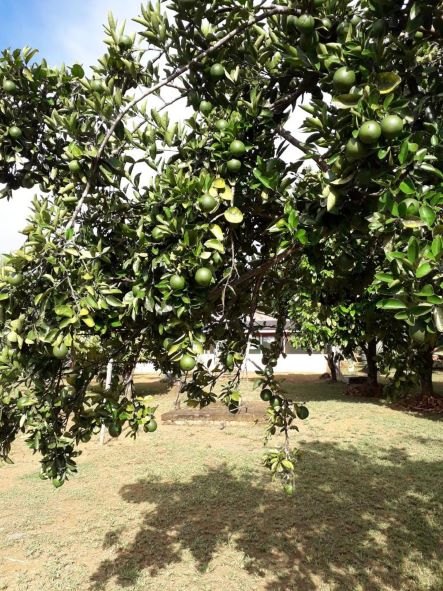 OPORTUNIDADE: Chácara à venda em Porto Velho; confira