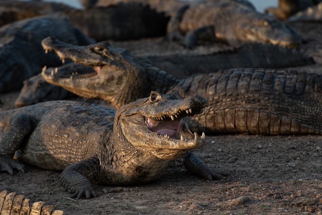 AGONIA: Milhões de jacarés podem morrer no Pantanal devido à seca que assola a região