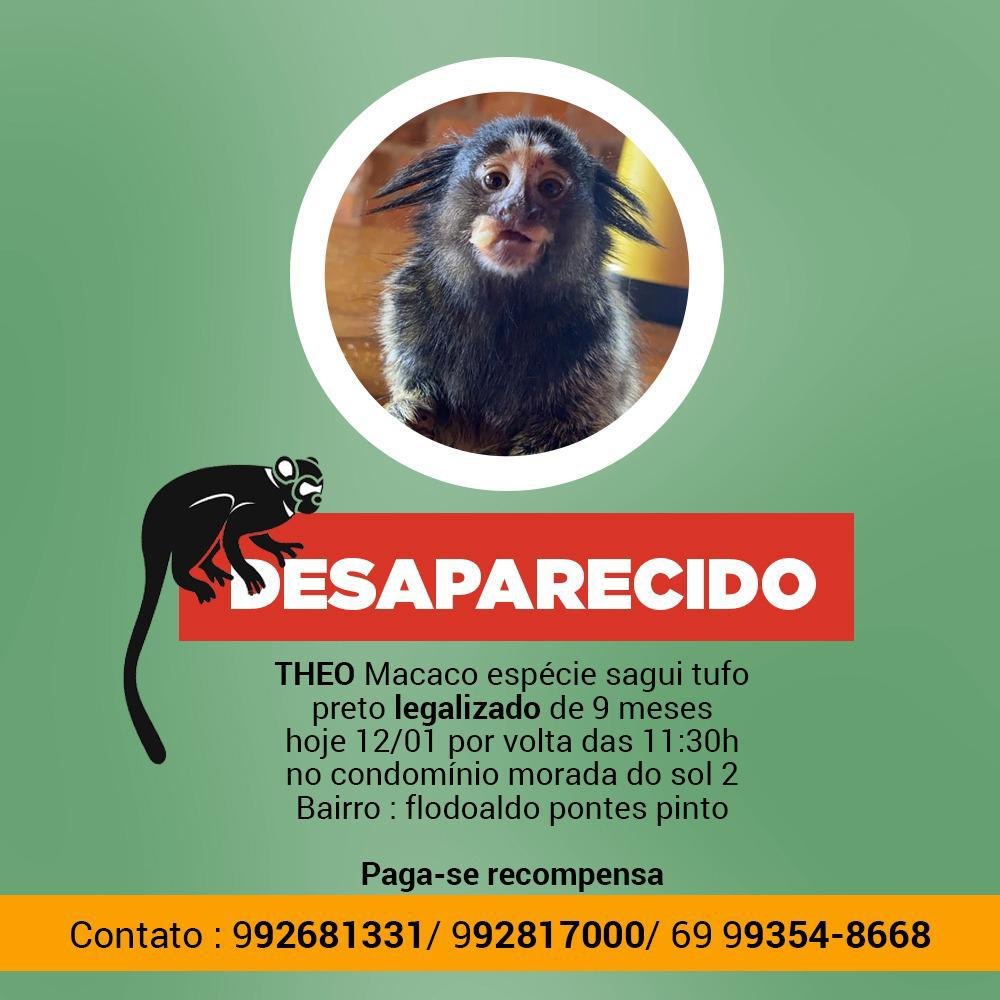 RECOMPENSA: Macaquinho sagui desaparece e donos pedem ajuda para localizá-lo