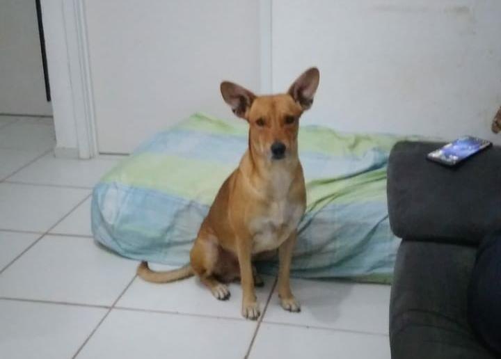 DESAPARECIDO: Procura-se cachorro que sumiu de residência na zona Sul