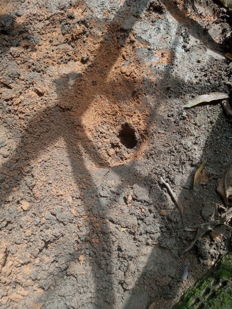 ENTERRADA: Denarc prende traficante com mais de 200 porções de cocaína em residência