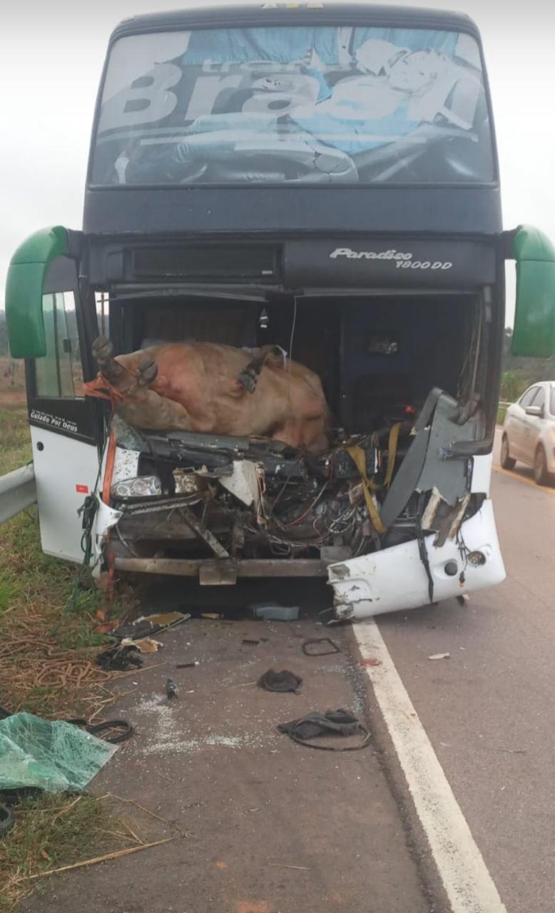 VÍDEO: Boi vai parar dentro de ônibus após atropelamento na BR-364
