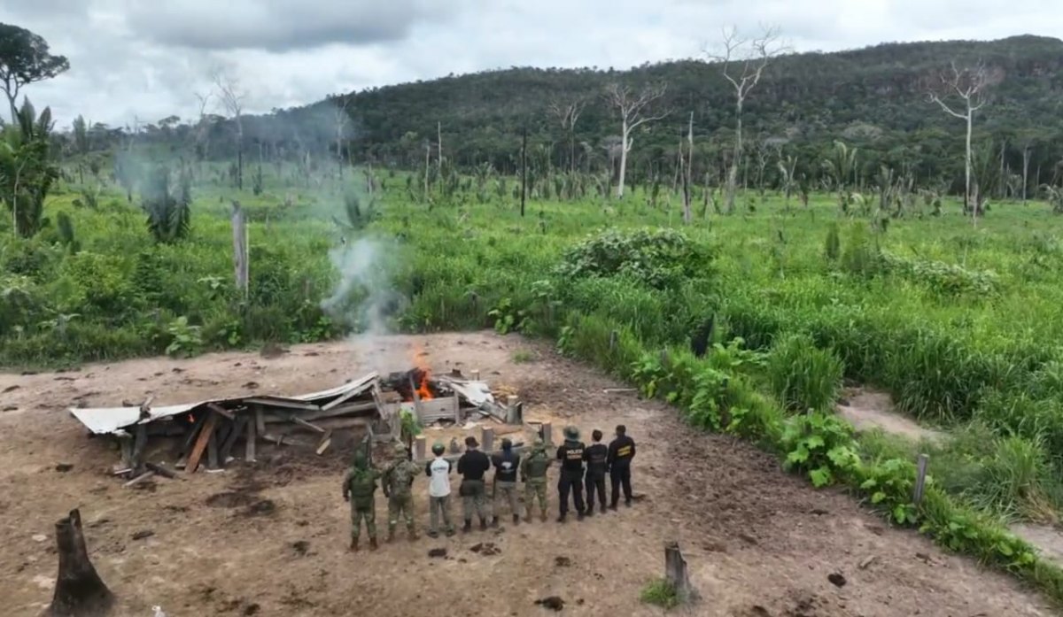 RESERVA RIO OURO PRETO: Operação da PF, Exército, ICMBio e PM combate extração ilegal de madeira 