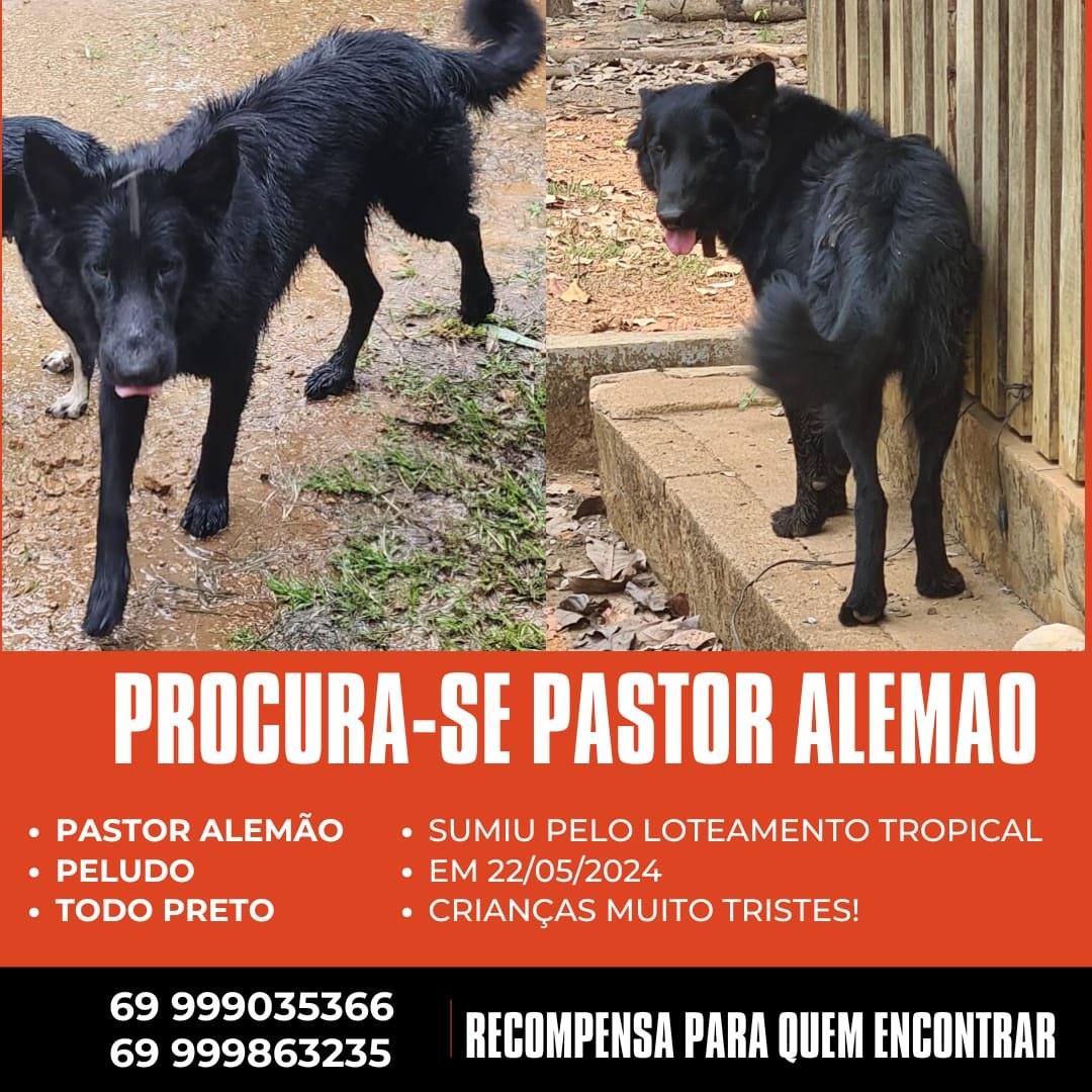 PROCURA-SE: Tutora oferece recompensa por pastor alemão desaparecido na zona Sul