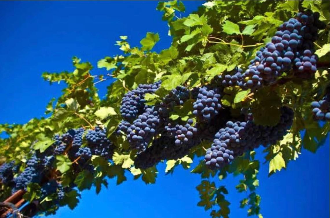 Vinho Amarone - por Reinaldo Selhorst