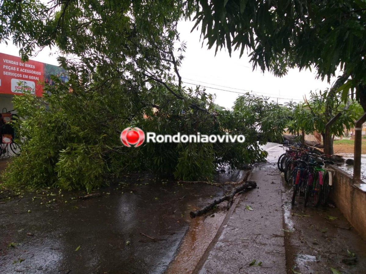 TEMPORAL: Forte chuva com ventania derruba árvore e interdita rua em frente de UPA