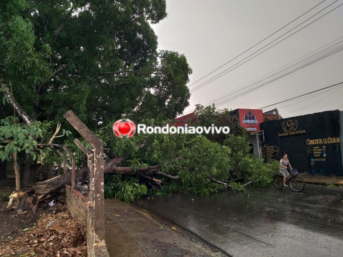 TEMPORAL: Forte chuva com ventania derruba árvore e interdita rua em frente de UPA