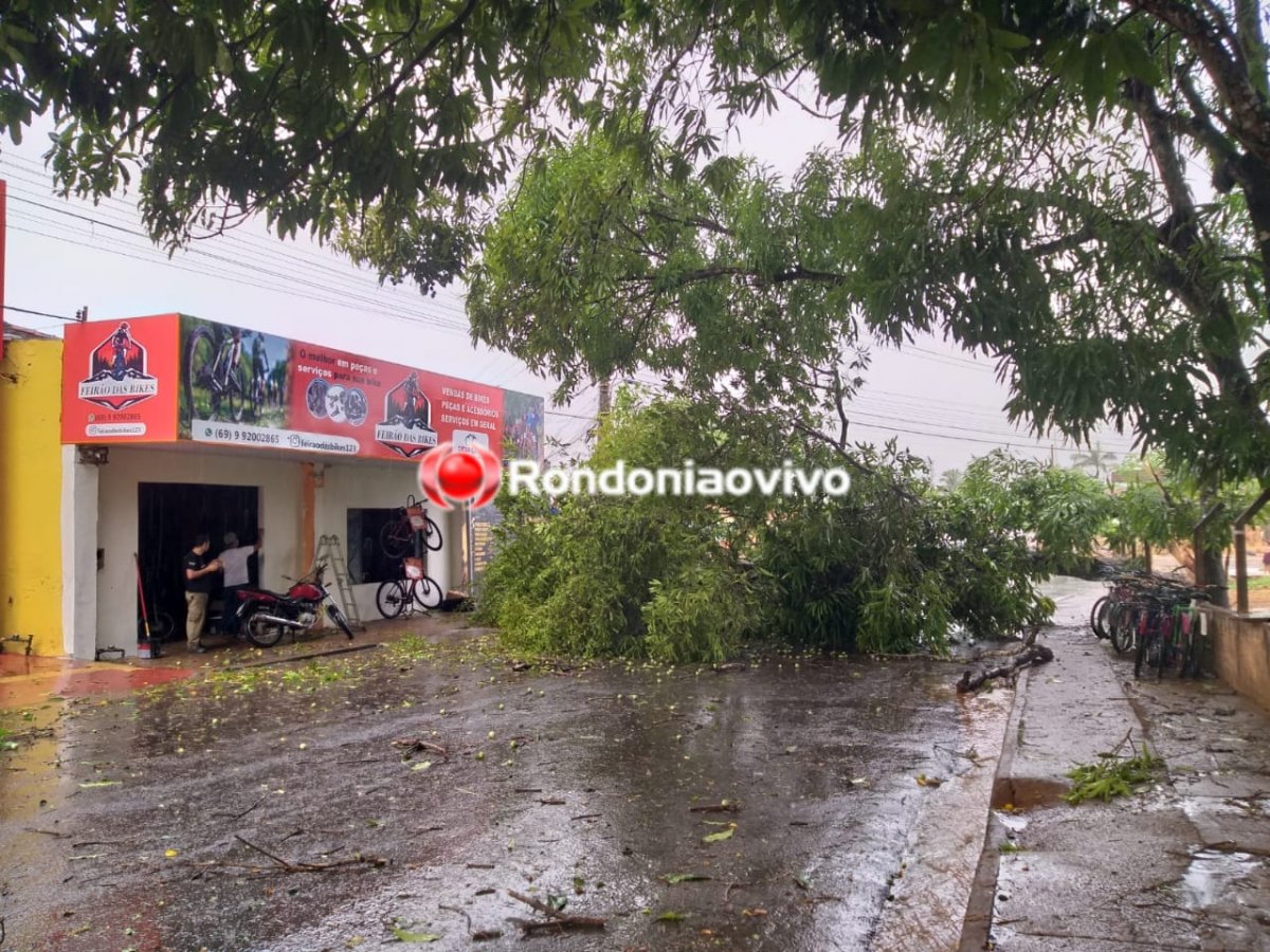 TEMPORAL: Forte chuva com ventania derruba árvore e interdita rua em frente de UPA