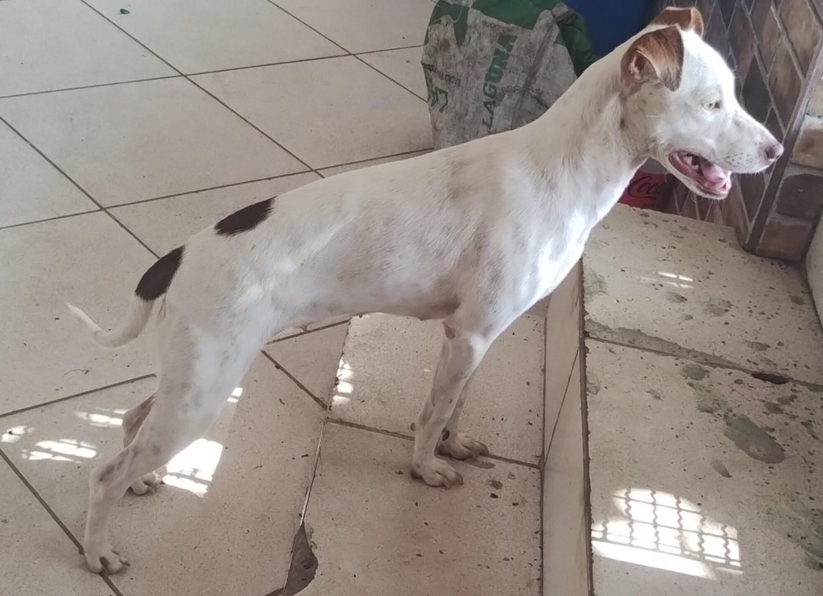 É SEU?: Homem encontra cachorro no bairro Pedrinhas e busca por dono