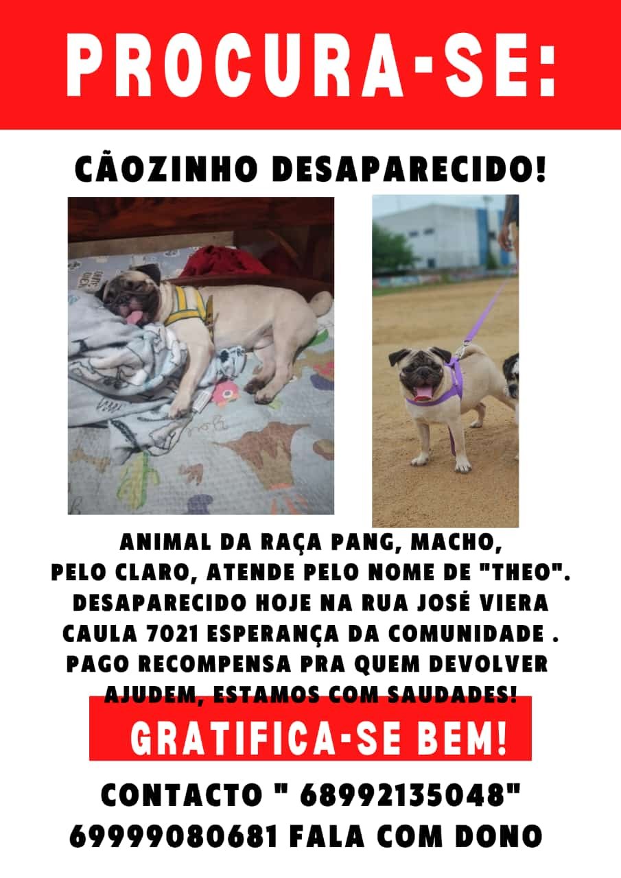 AU AU: Tutora busca por pug 'Théo' desaparecido no Esperança da Comunidade