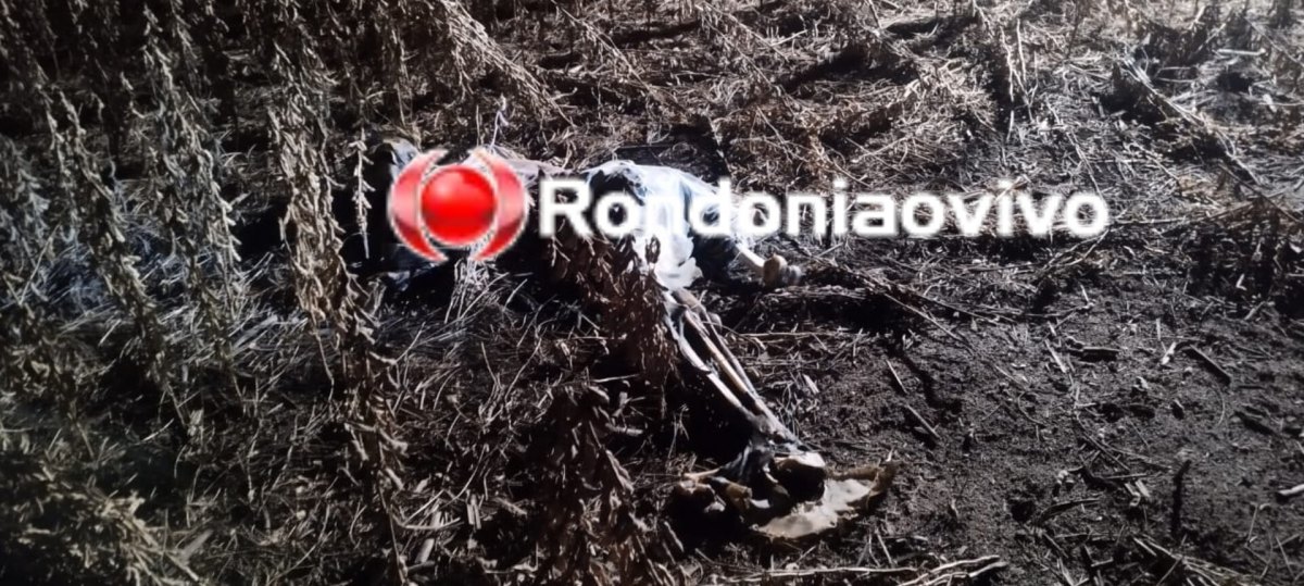 HOMICÍDIOS INVESTIGA: Ossada humana é encontrada em fazenda de plantação de soja 