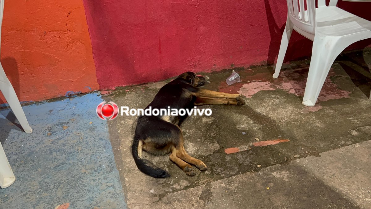 VÍDEO: Mulher fica em estado grave após atropelar cachorro e bater cabeça no meio fio