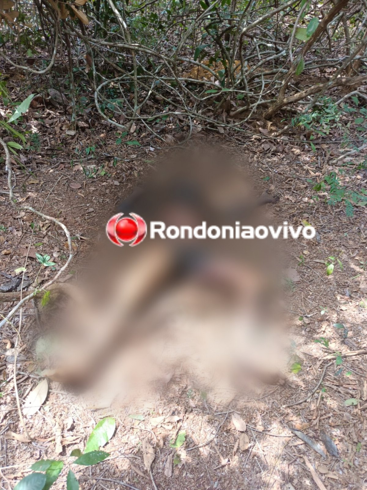 VÍDEO: Corpo de rapaz desaparecido é encontrado em mata no Morar Melhor