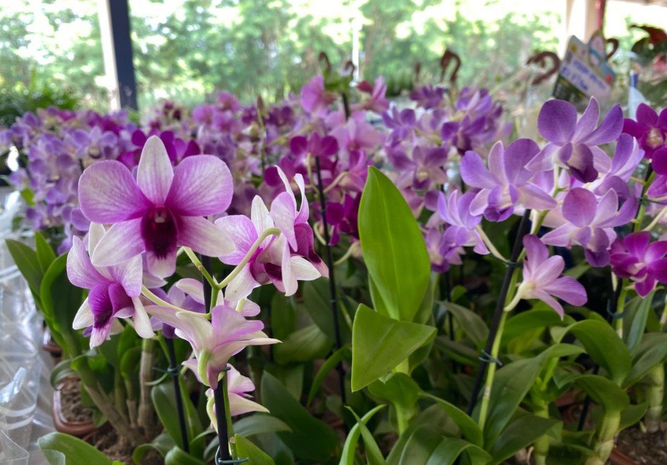 BENEFICENTE: Festival de Flores de Holambra chega a PVH e já encanta visitantes