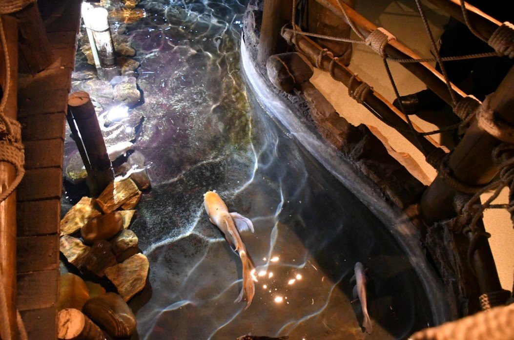 REPRESENTANDO: Atletas de RO participam do Campeonato Brasileiro de Karatê em São Paulo