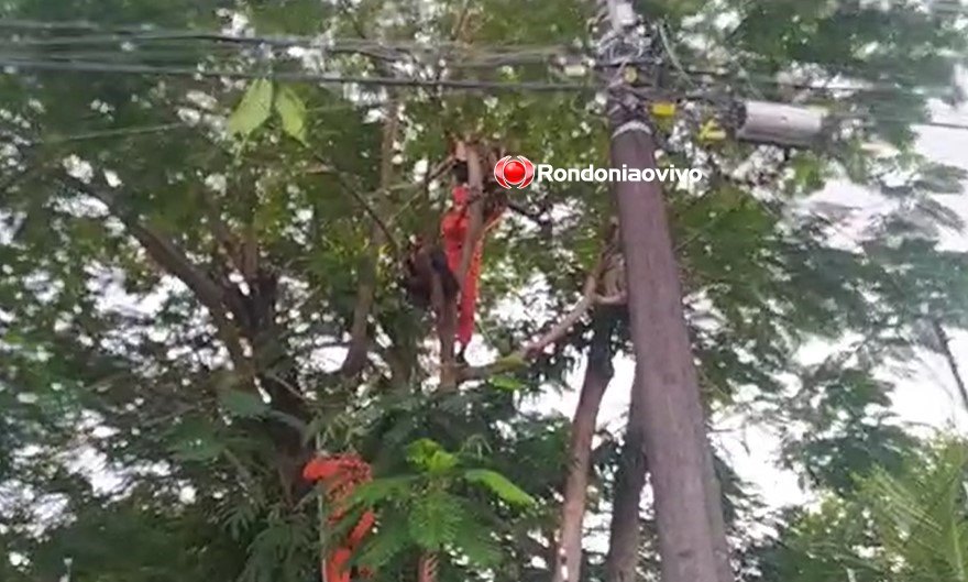VÍDEO: Homem sofre choque em corte de árvore e fica de ponta-cabeça 