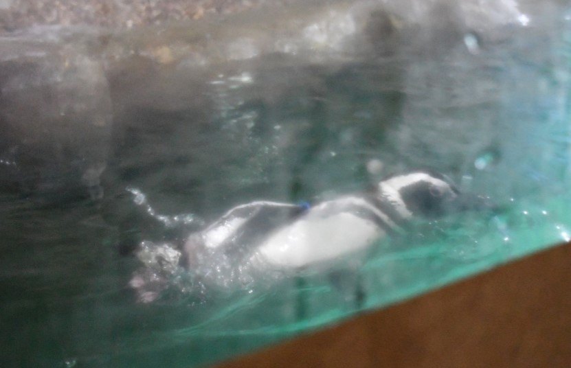 REPRESENTANDO: Atletas de RO participam do Campeonato Brasileiro de Karatê em São Paulo