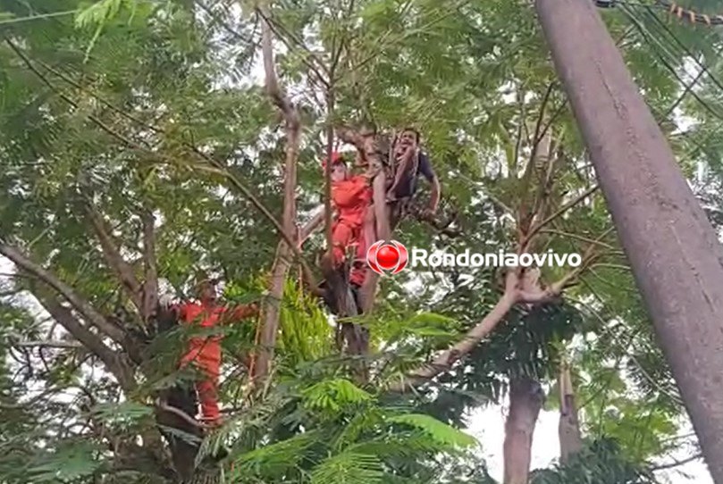 VÍDEO: Homem sofre choque em corte de árvore e fica de ponta-cabeça 