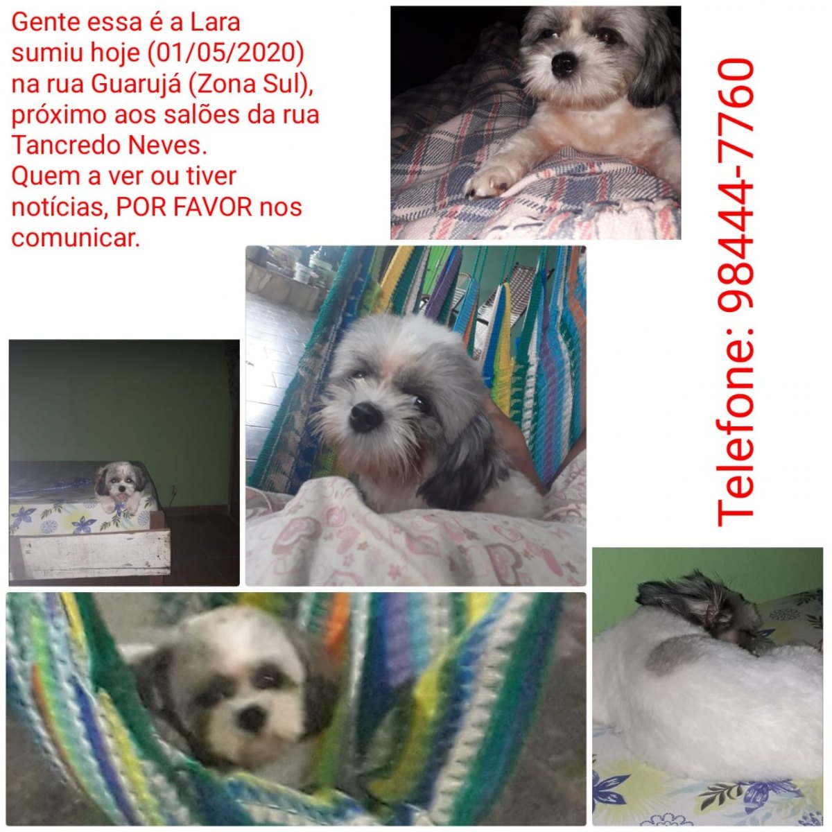 PROCURA-SE: Família busca por cachorrinha desaparecida em rua da Capital
