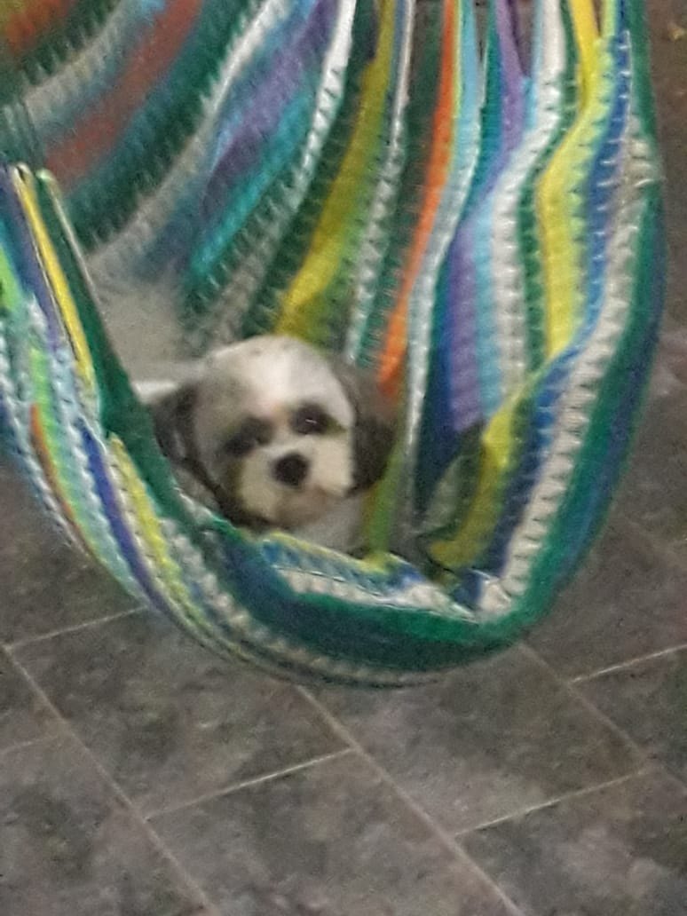 PROCURA-SE: Família busca por cachorrinha desaparecida em rua da Capital