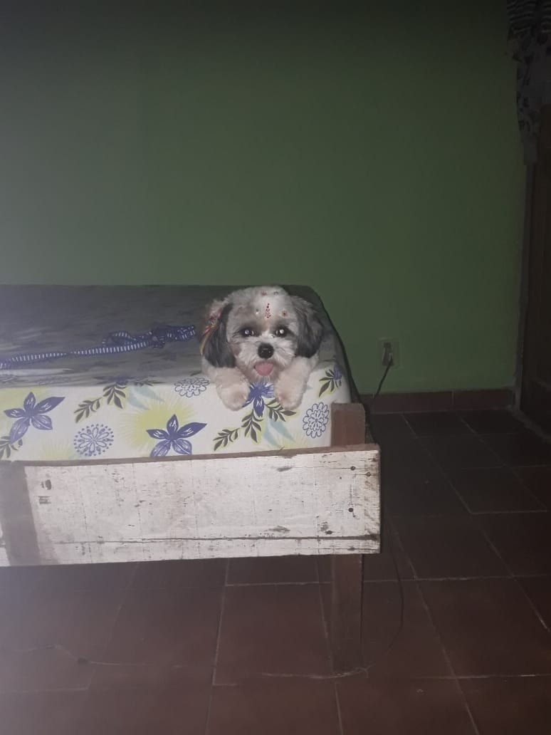 PROCURA-SE: Família busca por cachorrinha desaparecida em rua da Capital