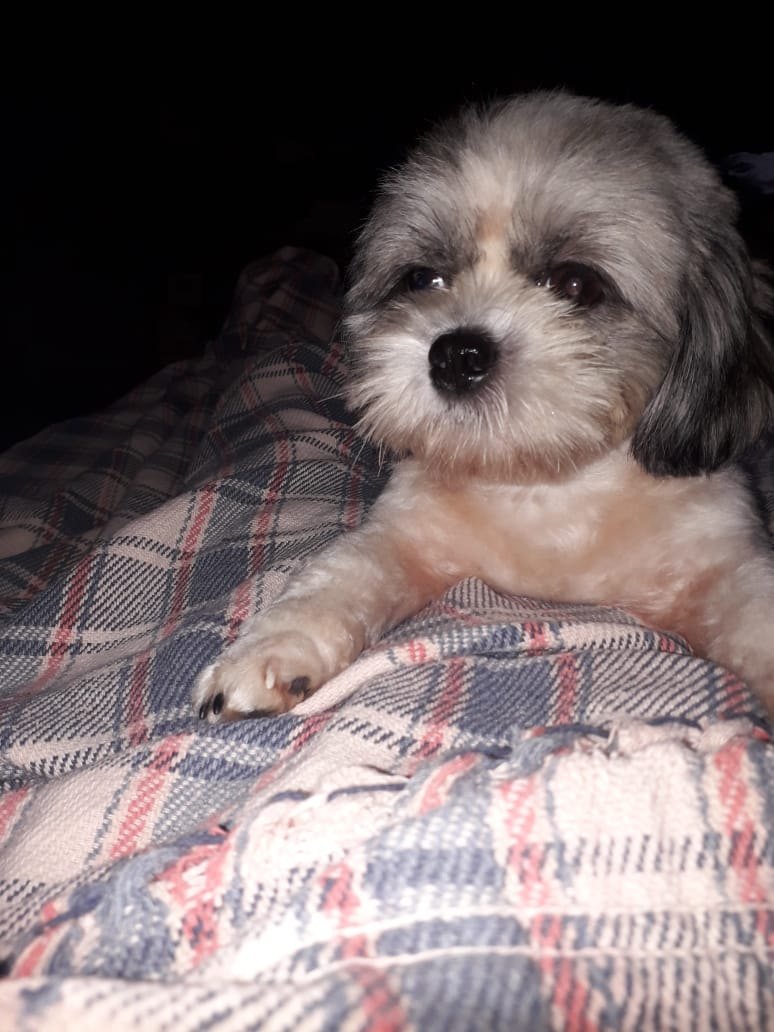 PROCURA-SE: Família busca por cachorrinha desaparecida em rua da Capital