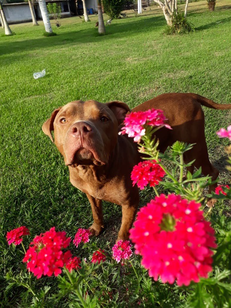 PROCURA-SE: Família pede ajuda para localizar cachorro que sumiu em Porto Velho