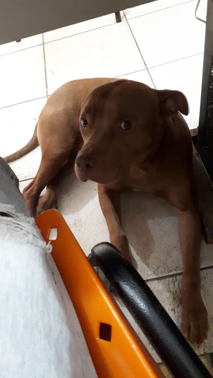 PROCURA-SE: Família pede ajuda para localizar cachorro que sumiu em Porto Velho