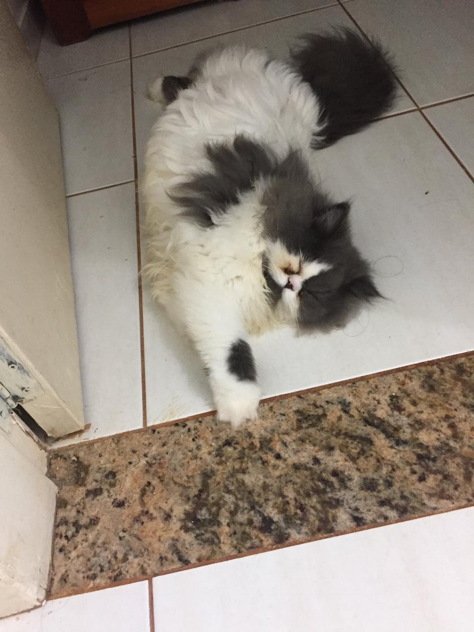 POPEYE: Família pede ajuda para encontrar gato desaparecido na capital