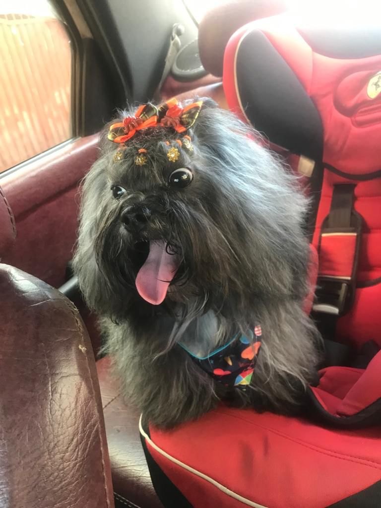 KIARA: Família pede ajuda para encontrar cachorra desaparecida na capital