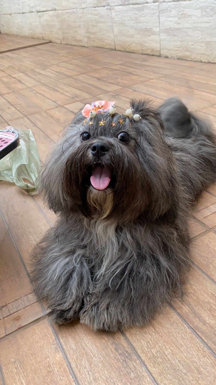 KIARA: Família pede ajuda para encontrar cachorra desaparecida na capital