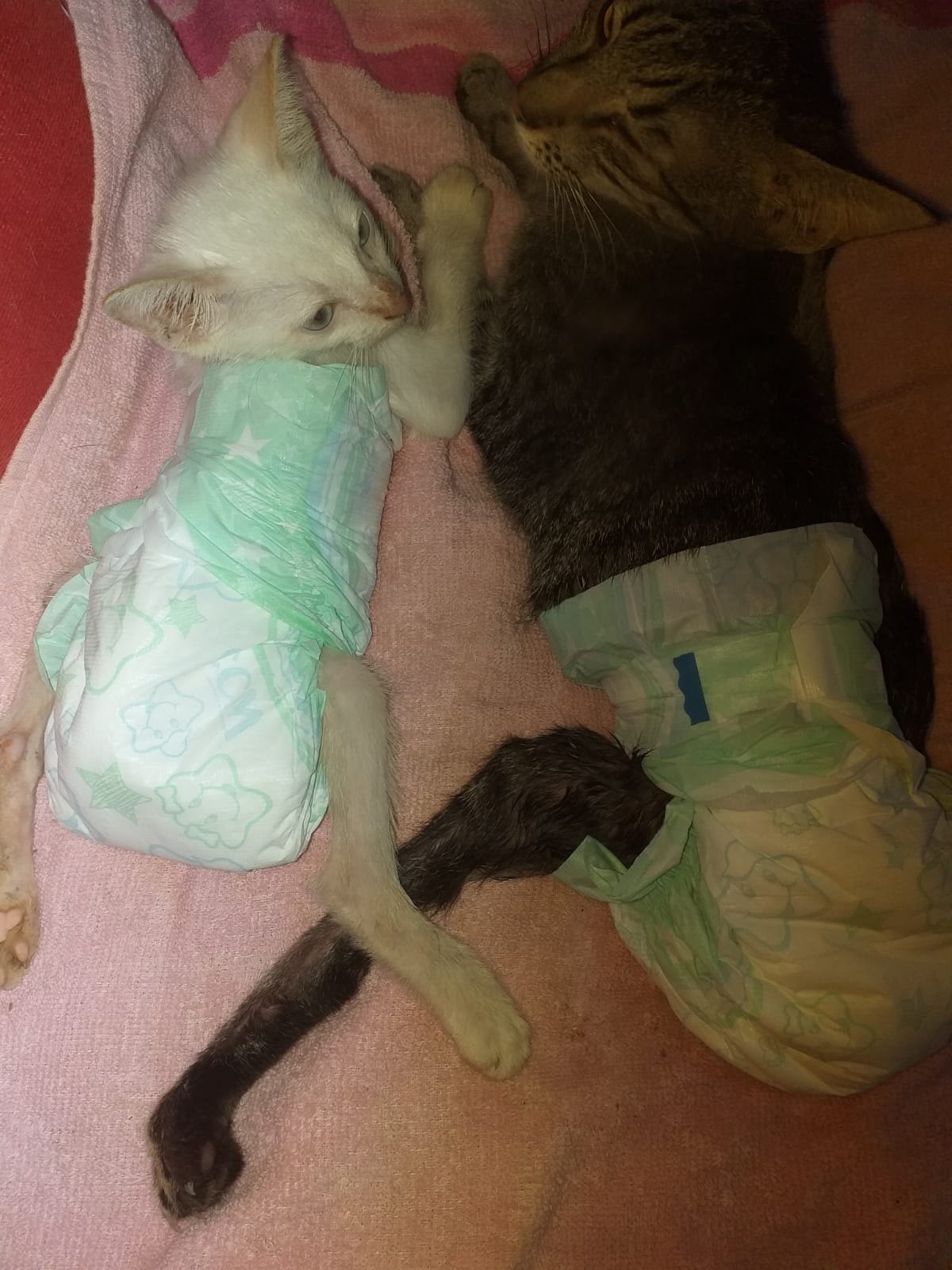 AJUDA: Abrigo com vários animais necessita de doações em Porto Velho