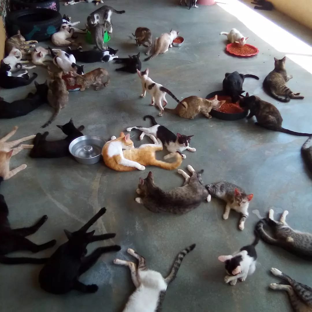 AJUDA: Abrigo com vários animais necessita de doações em Porto Velho