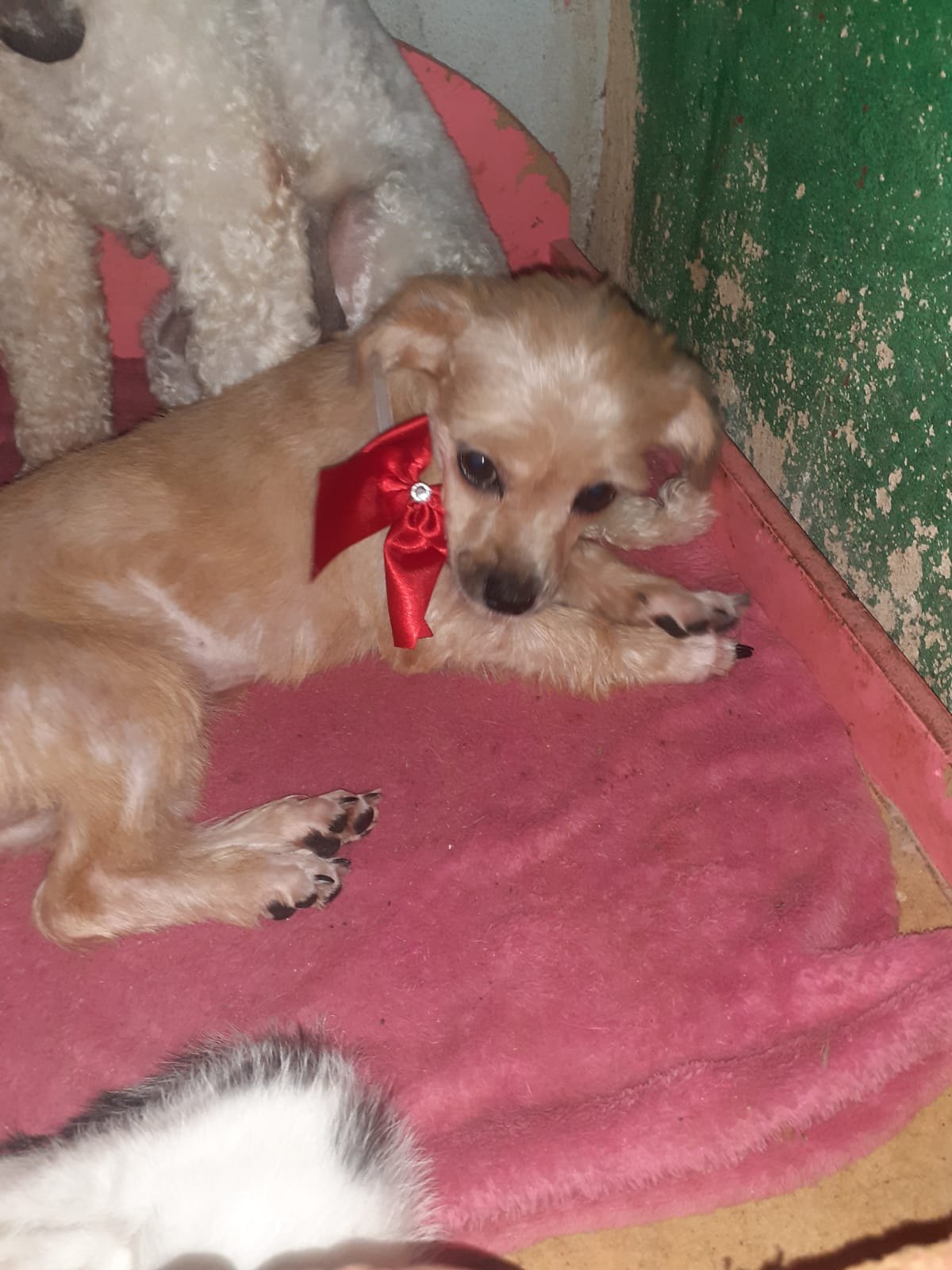 AJUDA: Abrigo com vários animais necessita de doações em Porto Velho