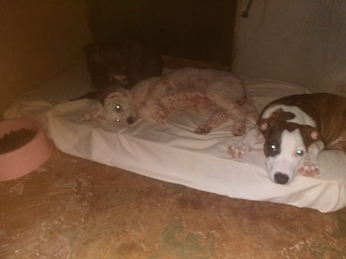 AJUDA: Abrigo com vários animais necessita de doações em Porto Velho