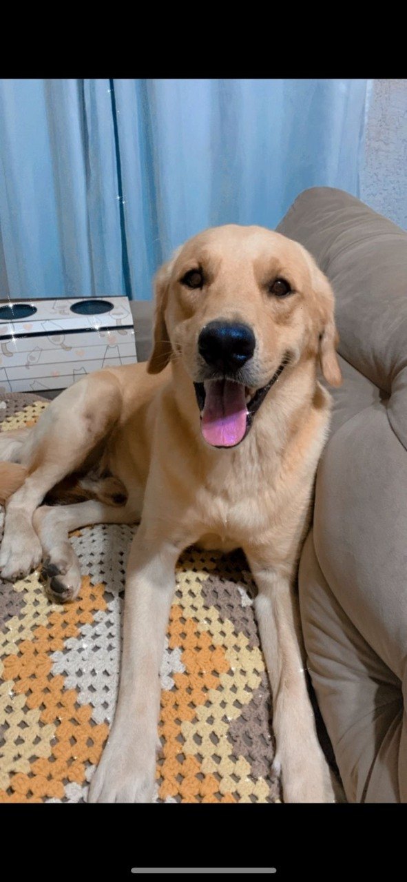 ODIN: Labrador está desaparecido e donos oferecem recompensa pela localização dele
