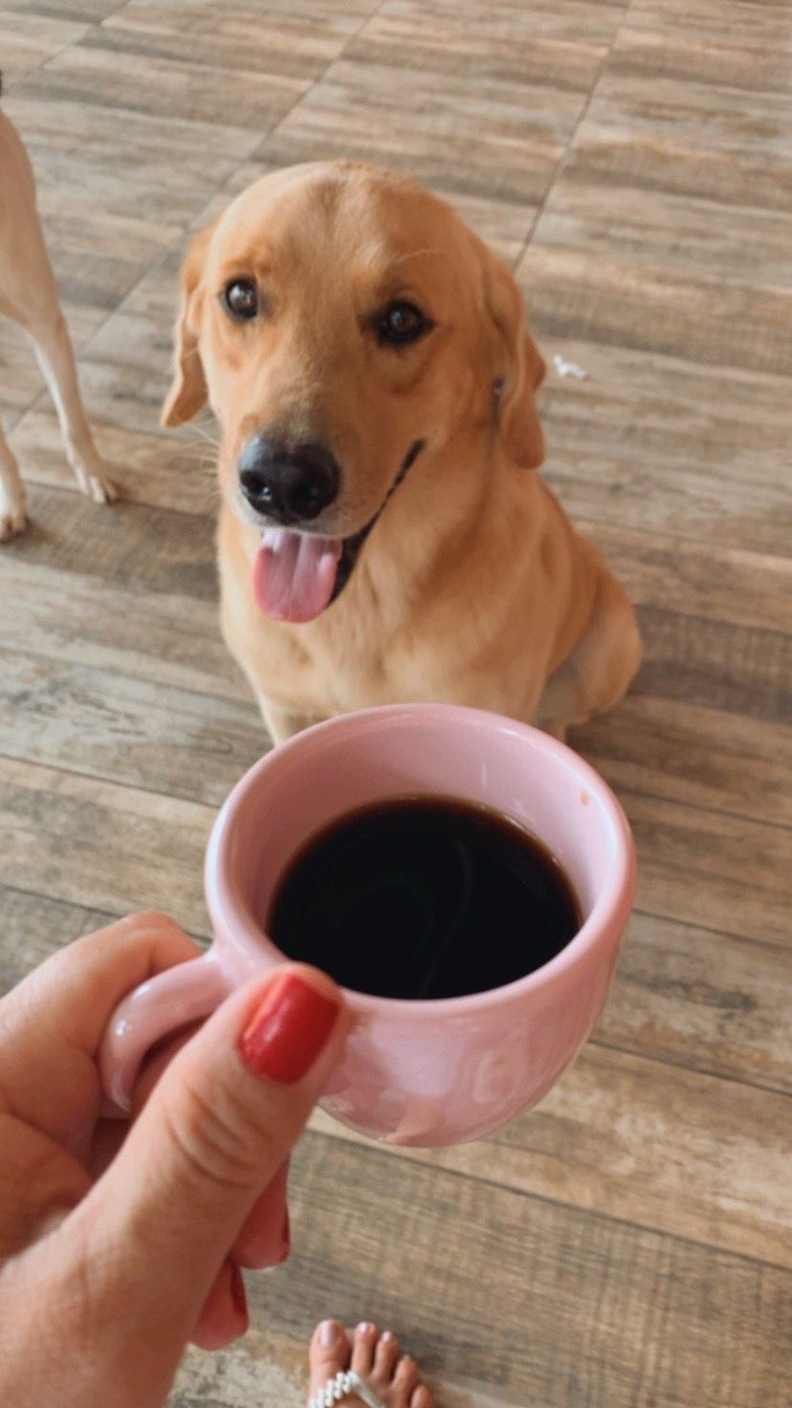 ODIN: Labrador está desaparecido e donos oferecem recompensa pela localização dele