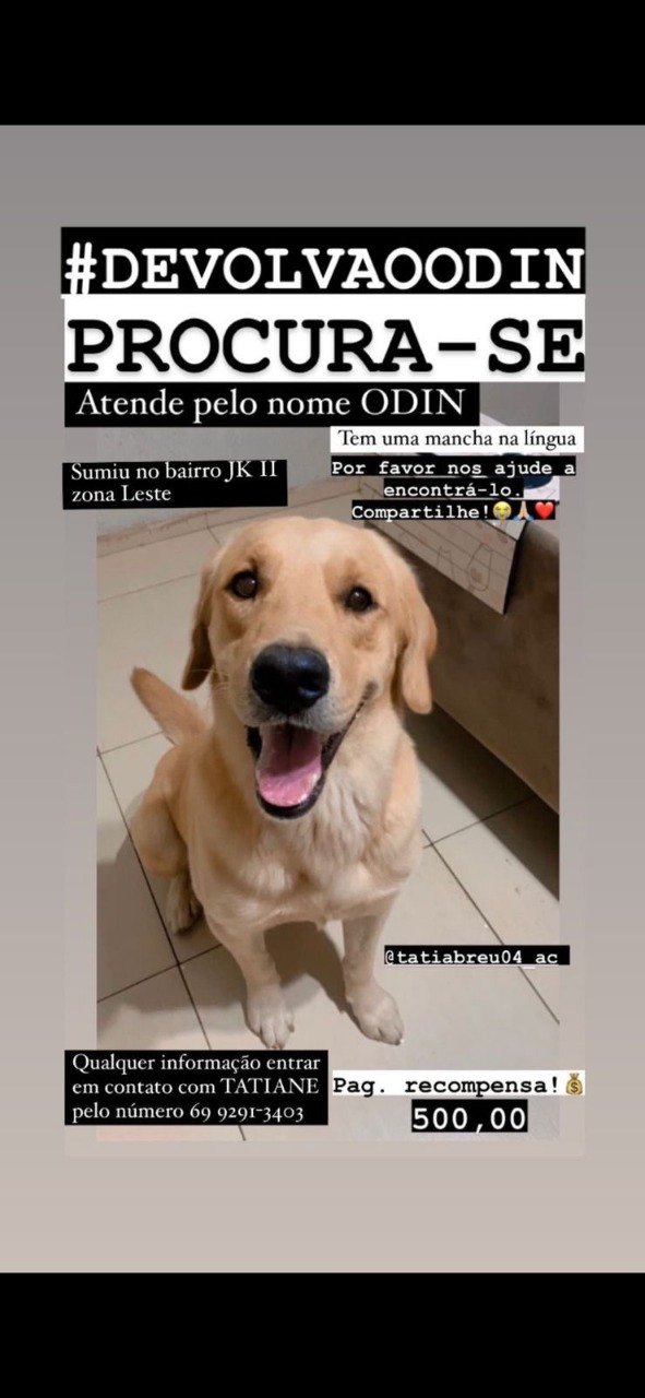 ODIN: Labrador está desaparecido e donos oferecem recompensa pela localização dele