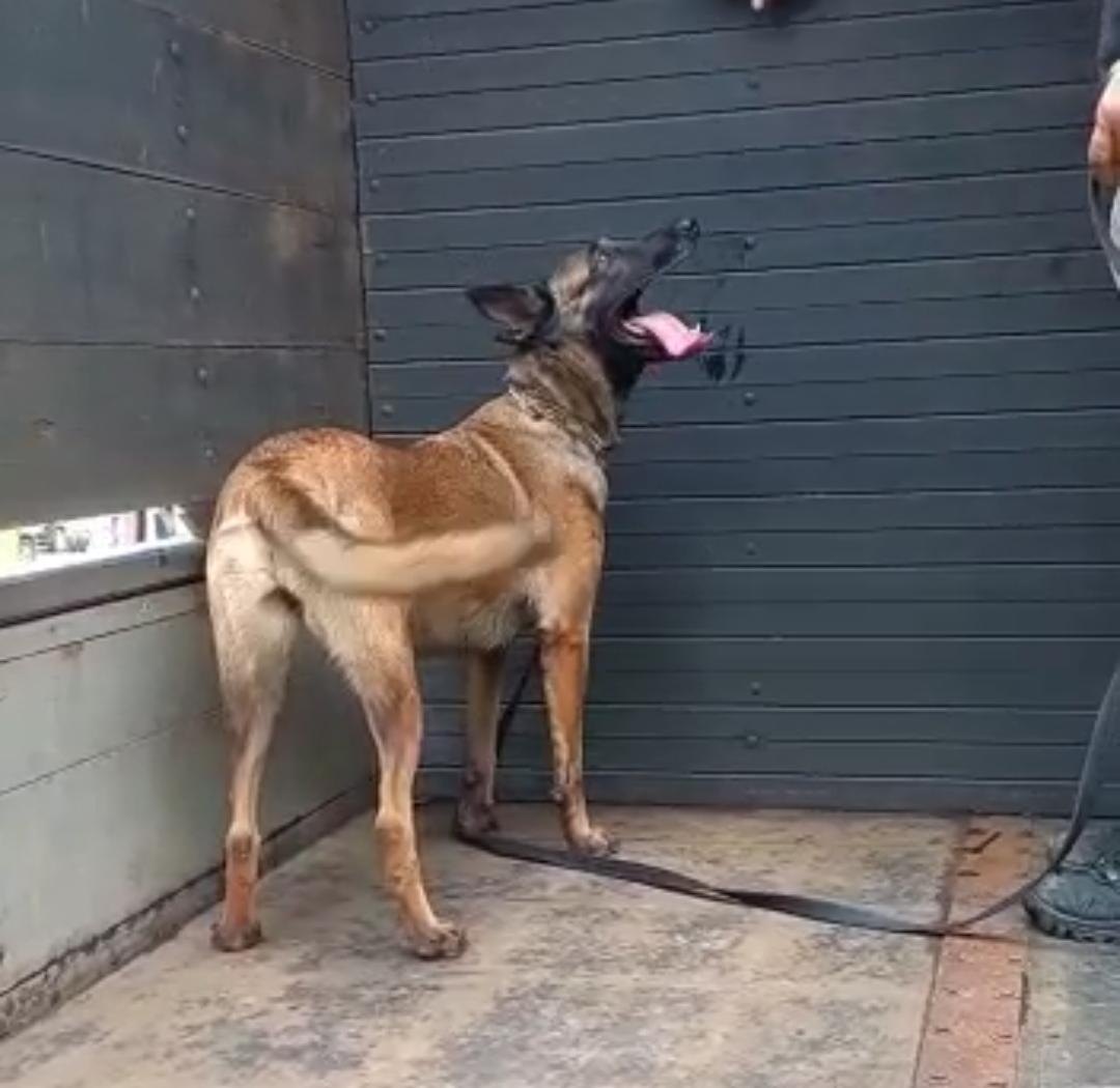 81 QUILOS: Denarc encontra Hilux 'recheada' de cocaína em posto de combustíveis