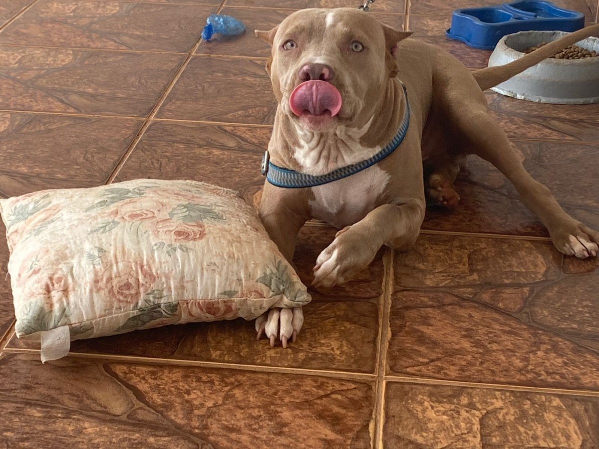NA CAPITAL: Homem oferece R$ 500 para quem encontrar cachorro desaparecido