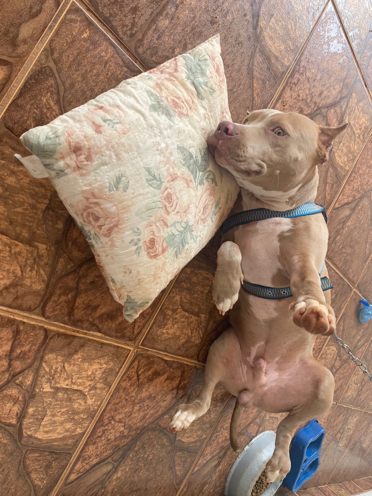 NA CAPITAL: Homem oferece R$ 500 para quem encontrar cachorro desaparecido