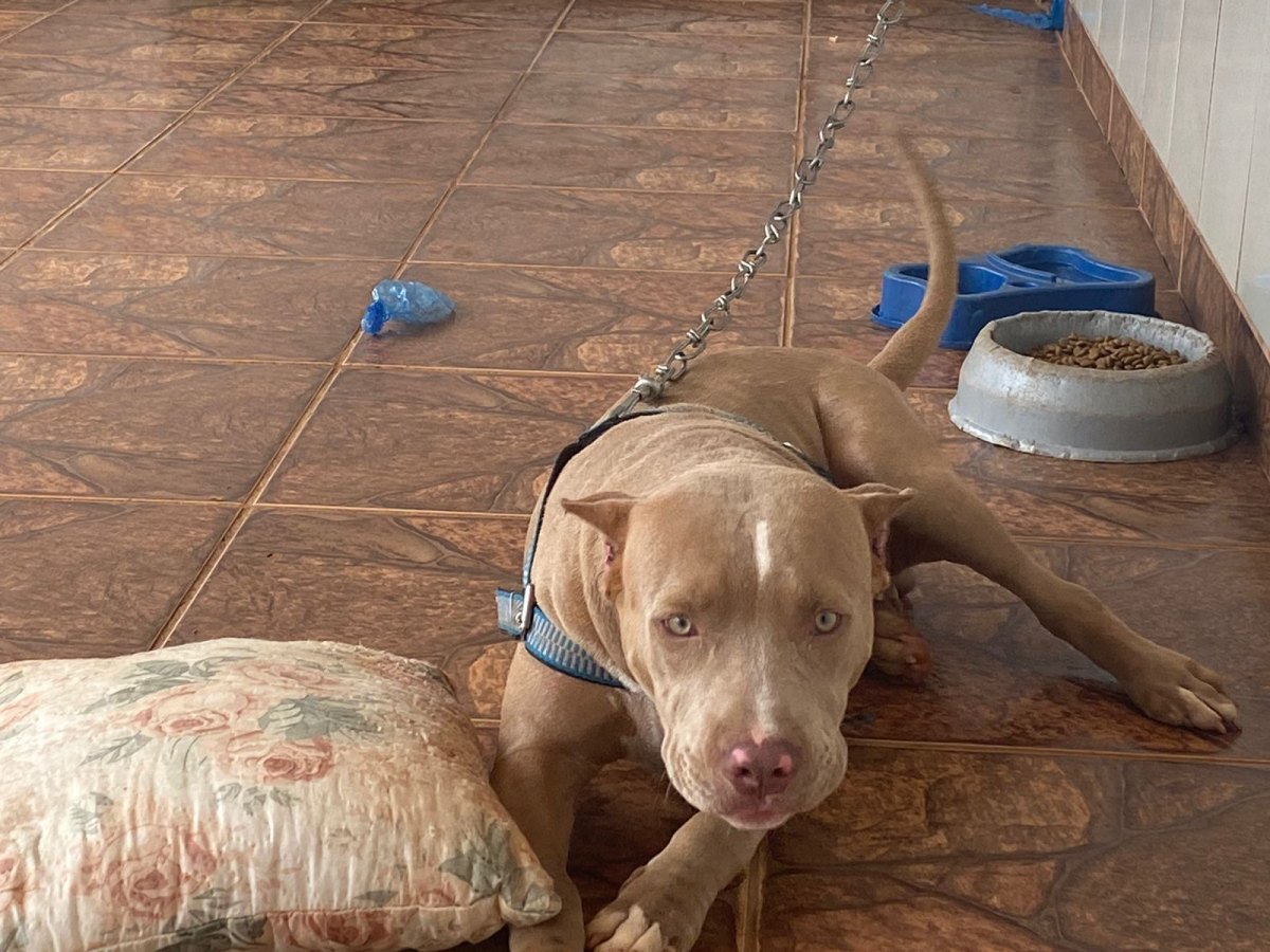 NA CAPITAL: Homem oferece R$ 500 para quem encontrar cachorro desaparecido